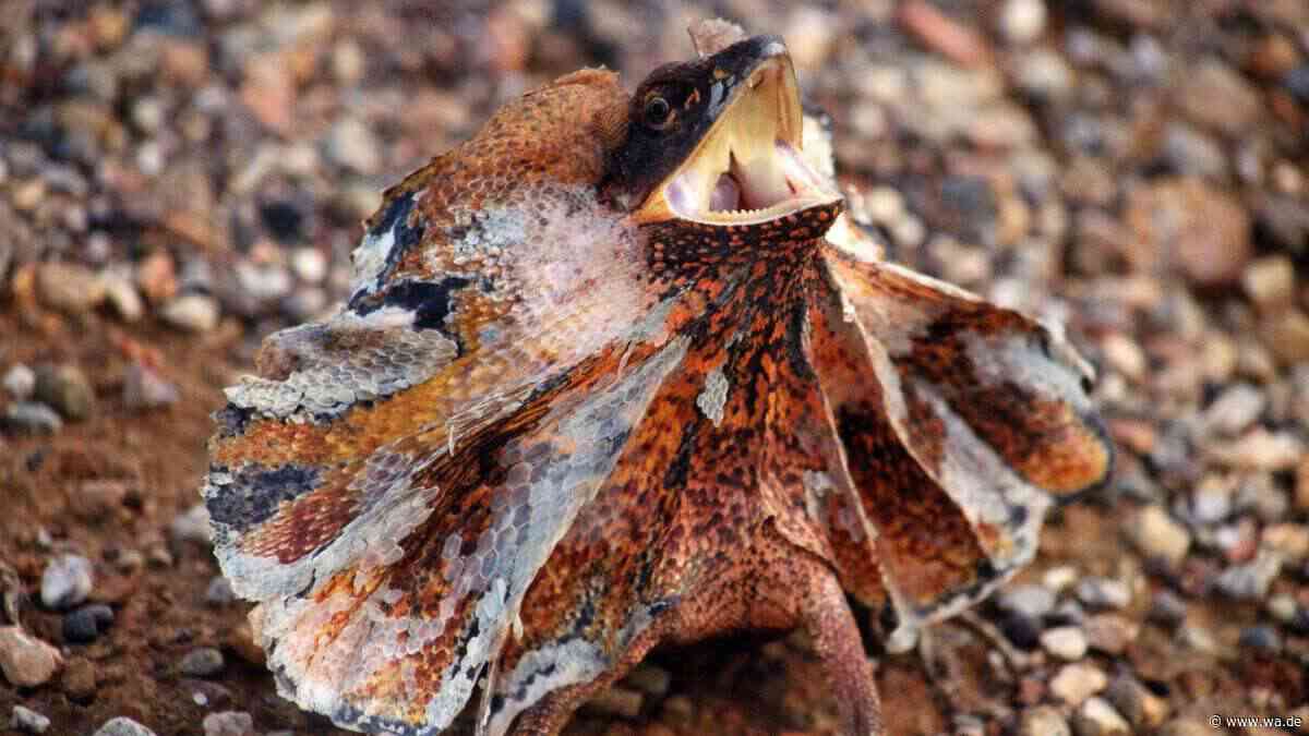 Diese fünf Reptilien haben erstaunliche Überlebenstricks