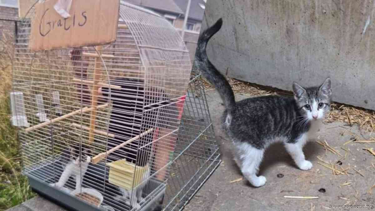 Kittens gratis aangeboden en in een vogelkooi achtergelaten