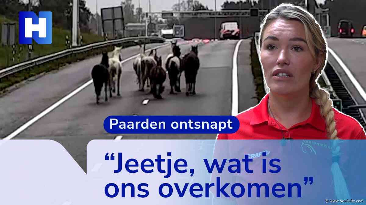 Manegehouder Nicole redt kudde paarden op A9