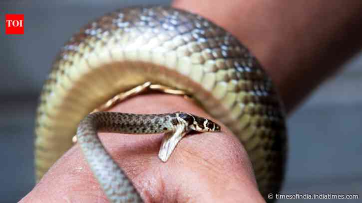 From Common Krait to Stiletto Snakes: 5 snakes that bite without leaving a trace