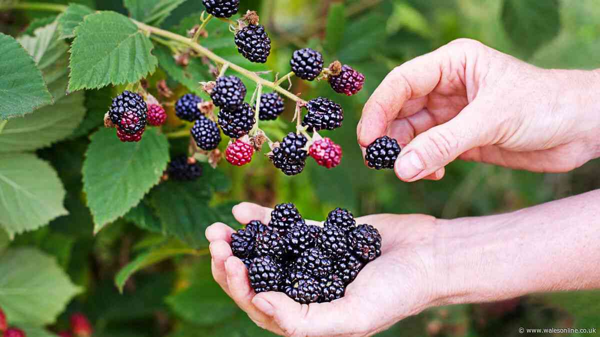 Blackberry picking £300 fine warning as rights and common foraging mistake explained