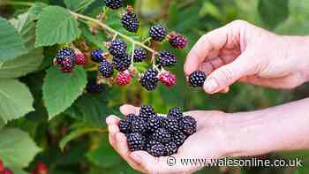 Blackberry picking £300 fine warning as rights and common foraging mistake explained