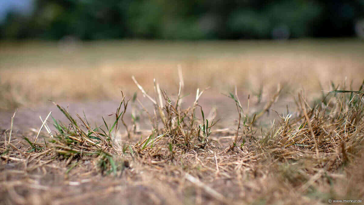 So wird er wieder grün: Fünf Tipps gegen Hitzeschäden im Garten