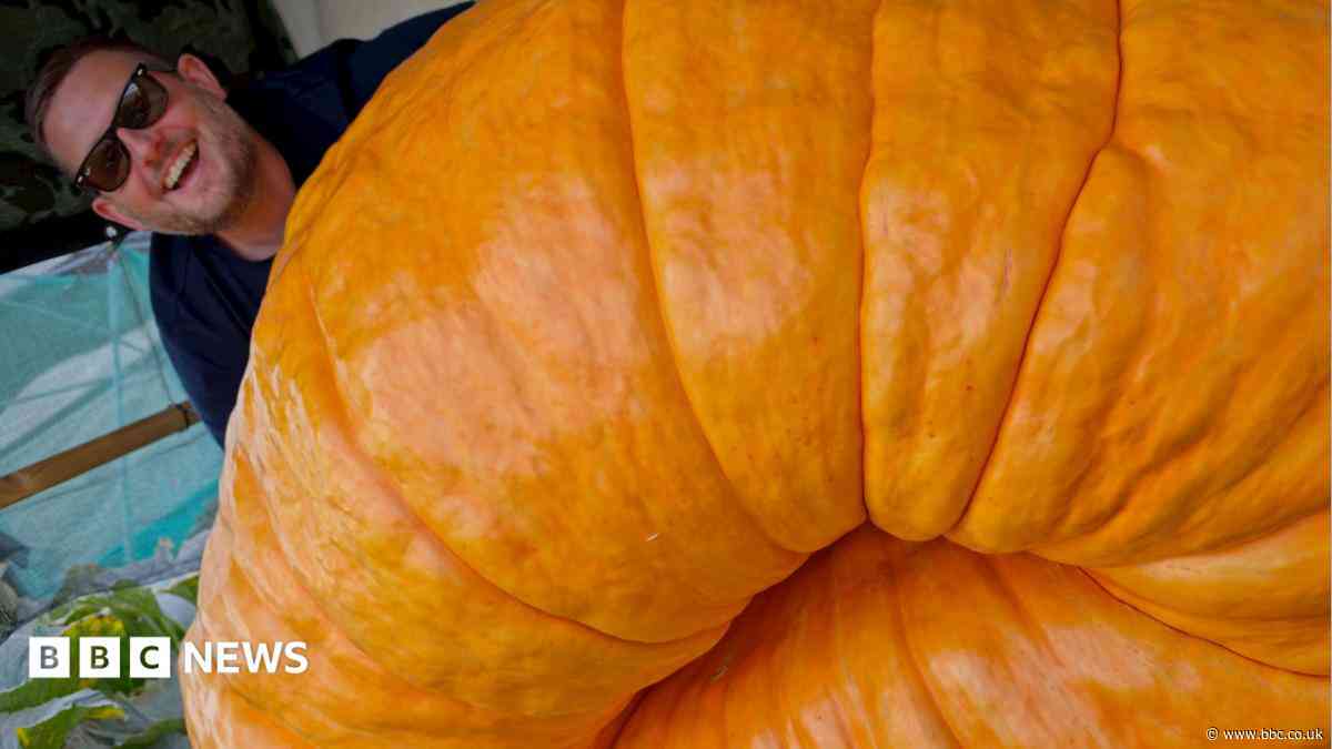 Gardener's giant pumpkin is size of small car