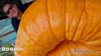 Gardener's giant pumpkin is size of small car