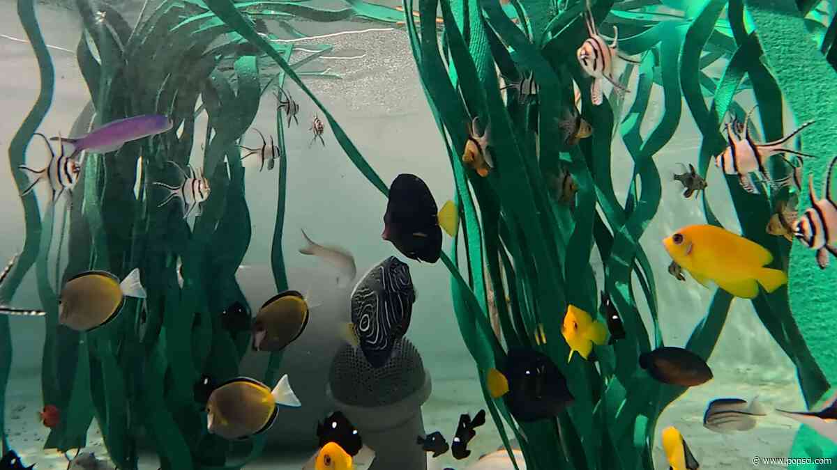Nearly 500 animals rescued from trafficking arrive at a California aquarium