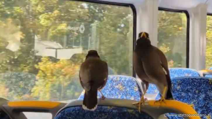 “Quei due uccelli? Non si preoccupi, prendono il treno ogni giorno”: le maine pendolari che sanno dove salire e quando scendere (VIDEO)