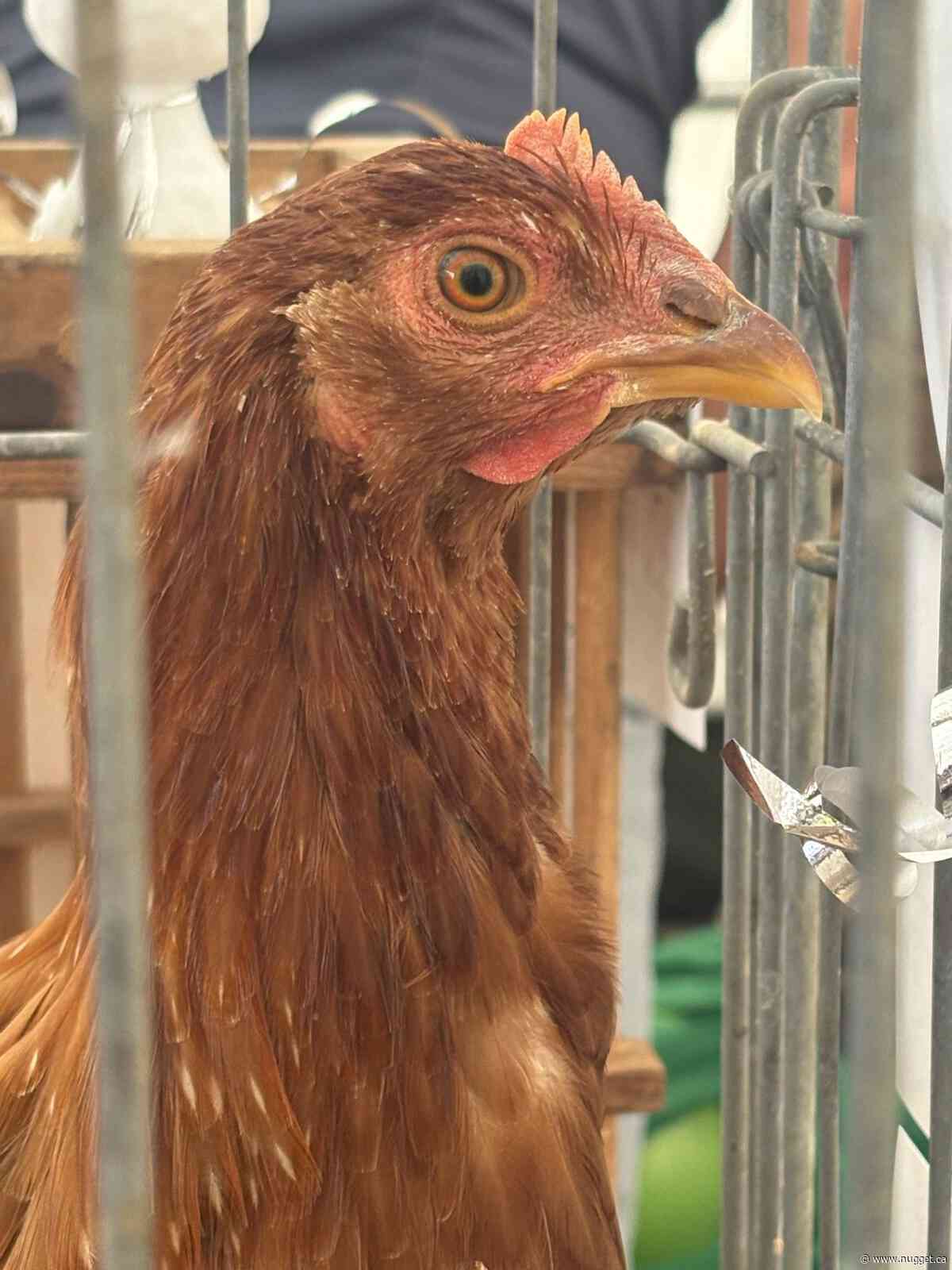 Toronto family hatches plan with Adopt-A-Chick program at Powassan Fall Fair