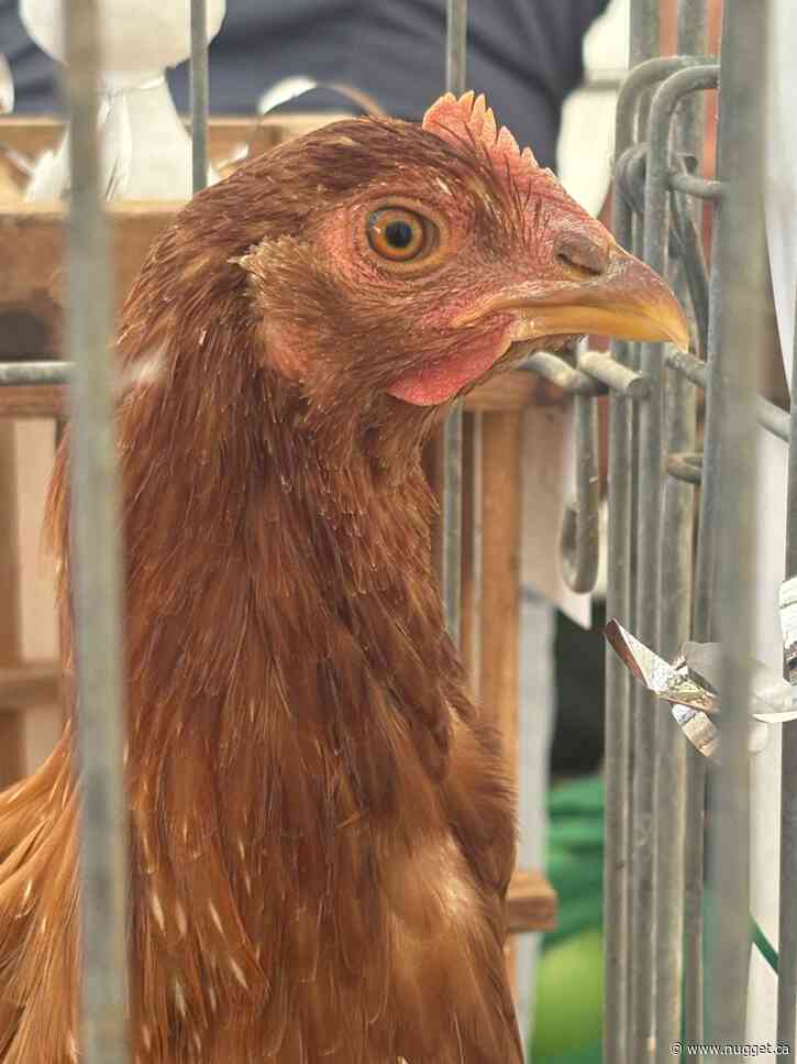 Toronto family hatches plan with Adopt-A-Chick program at Powassan Fall Fair