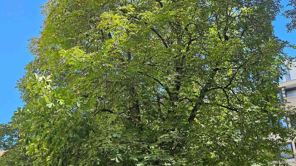 Eine Rosskastanie braucht 28.000 Liter Wasser pro Jahr
