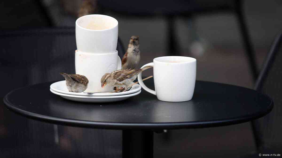 Rätselhafter Vogel-Schwund: Wo sind all die Berliner Spatzen geblieben?