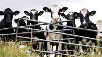 Antibioticagebruik in Nederlandse veehouderij opnieuw gedaald