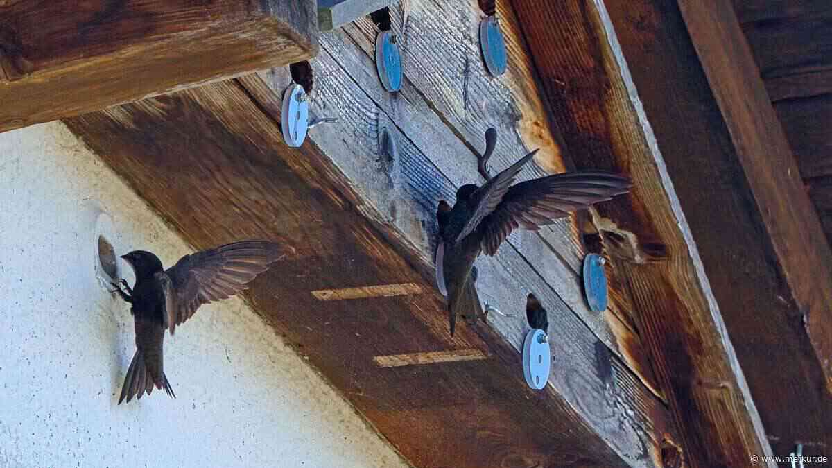 Nistkästen werden zur Sauna: Jungvögel fallen aus dem Nest und sterben – LBV-Bilanz zum Hitzesommer