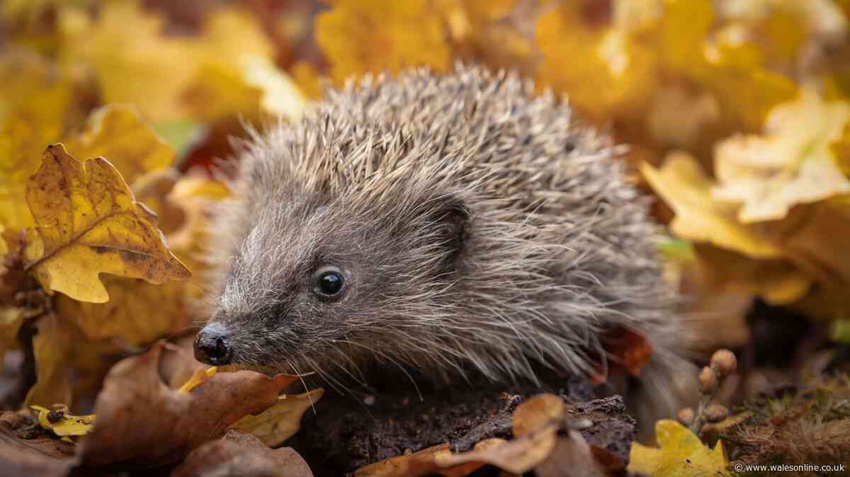 Hedgehogs will hibernate in your garden all winter if you put 1 key item outside