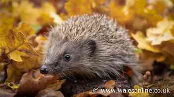 Hedgehogs will hibernate in your garden all winter if you put 1 key item outside