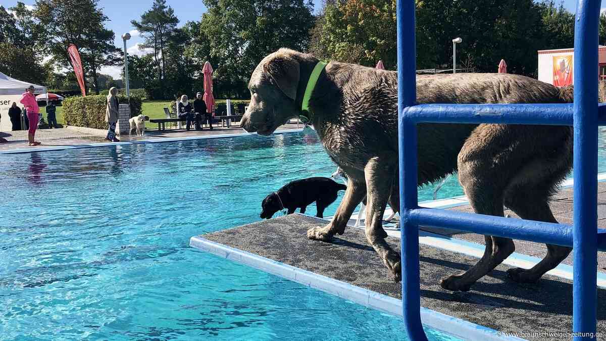 Saisonende: In diesem Freibad im Kreis Peine dürfen jetzt die Hunde schwimmen
