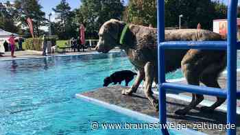 Saisonende: In diesem Freibad im Kreis Peine dürfen jetzt die Hunde schwimmen