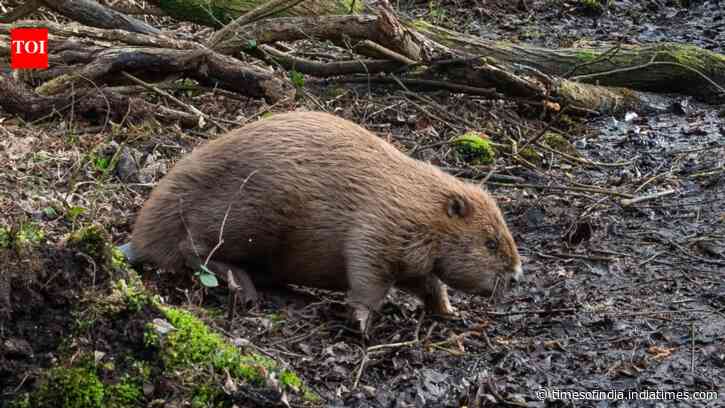 England released beavers into a Dorset woodland in 2025; one year later, their dams had...