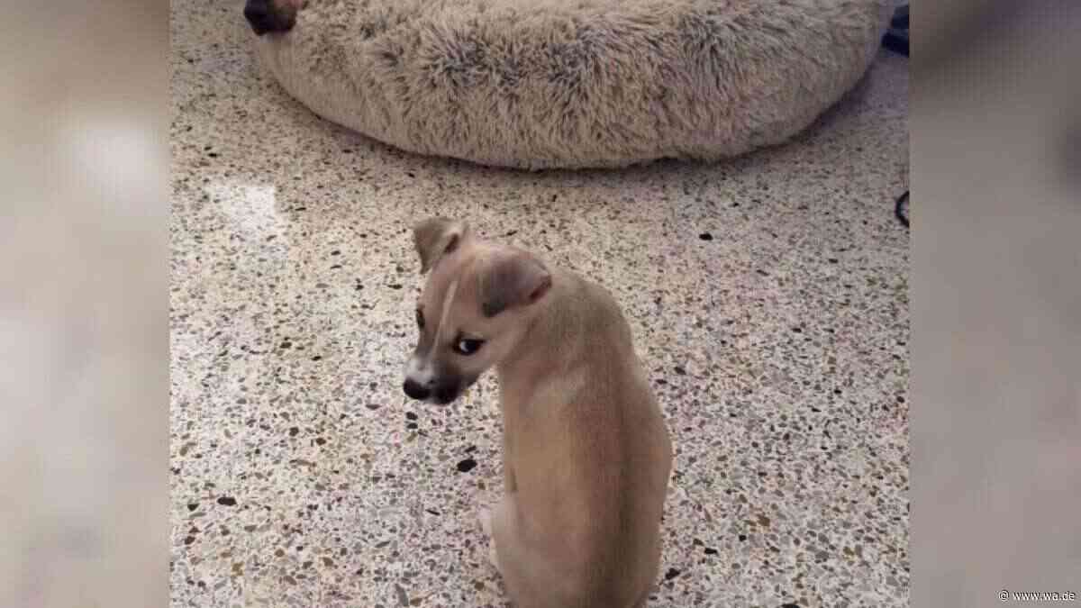 Großer Hund, kleiner Welpe: Diese rührende Geschichte erobert Millionen Nutzer im Sturm