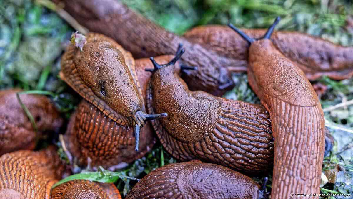 Nachtaktive Plagegeister: Wie Schnecken den Garten übernehmen – und was wirklich hilft
