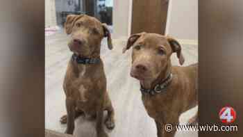Brothers Mick and Mac are looking for forever homes