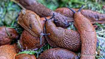 Nachtaktive Plagegeister: Wie Schnecken den Garten übernehmen – und was wirklich hilft