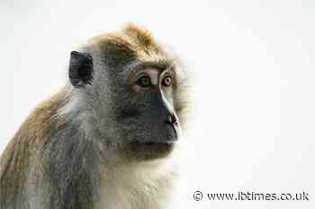 Foster Mother Accused of Trading Girl for an Exotic Monkey Walks Free Without Serving Prison Time
