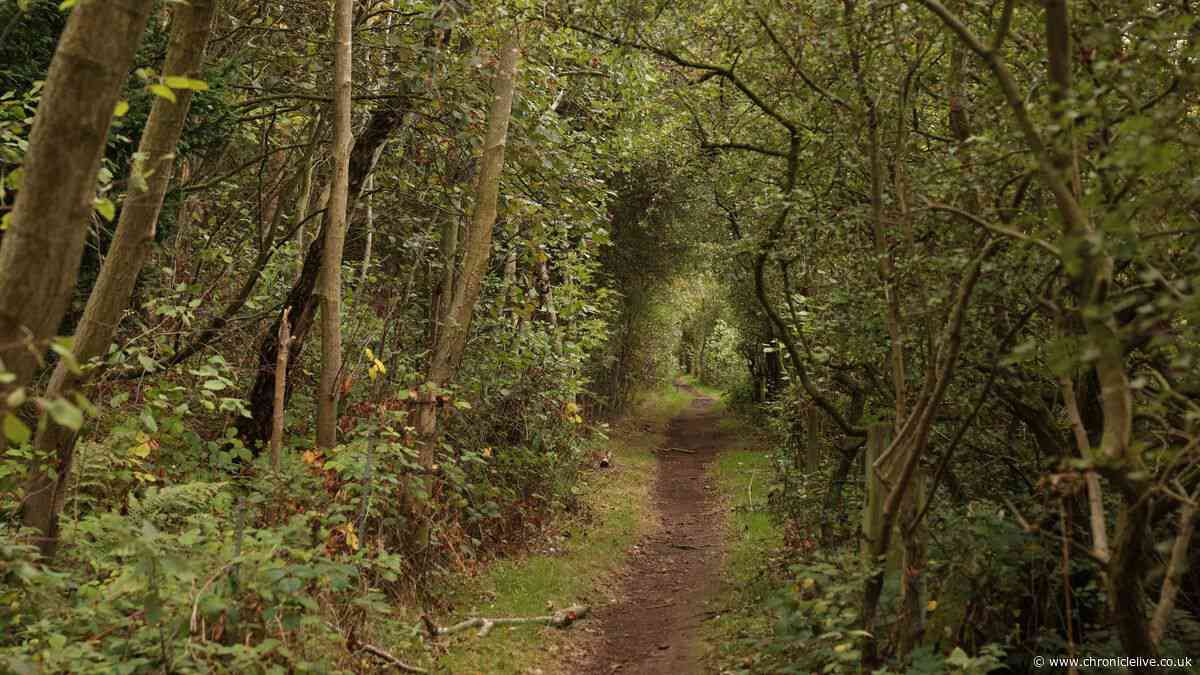 Hundreds of trees to be cut down for bus lane between Newcastle housing estates