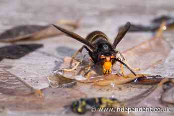 Warning issued over invasive Asian hornets after nest discovered in Somerset