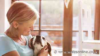 Pet crematorium business seeks to open in Cardiff