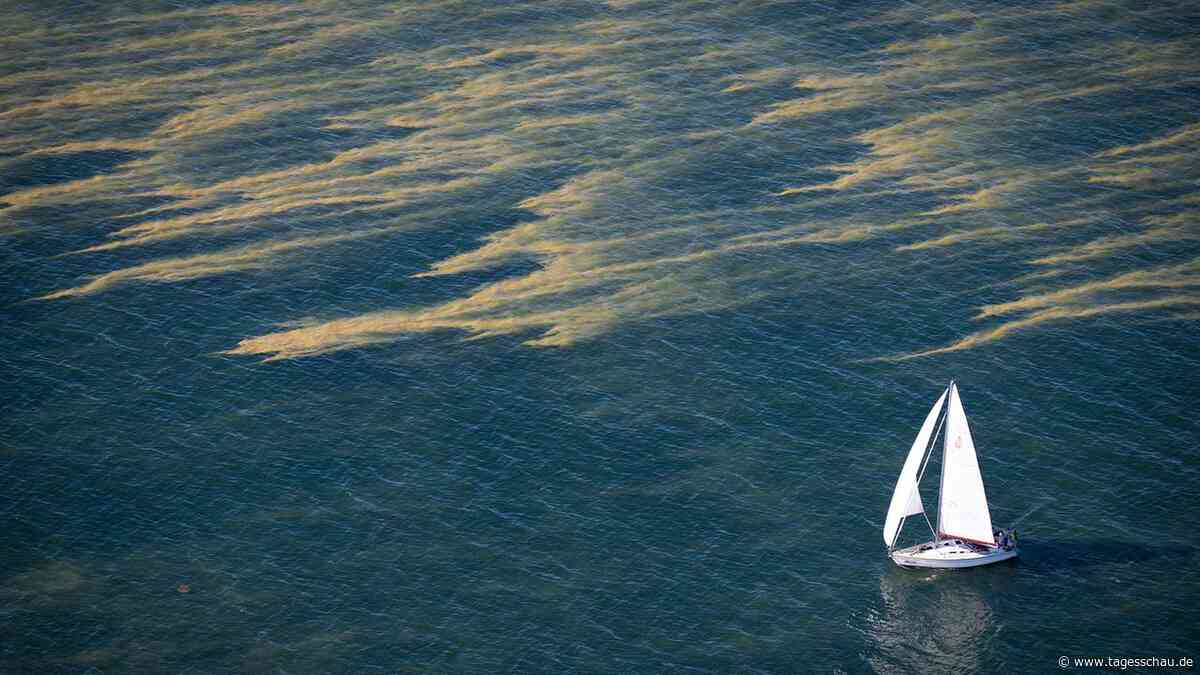 Nord- und Ostsee waren im Sommer deutlich zu warm