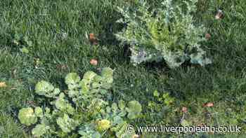 Banish garden weeds by using common household item usually put in the bin