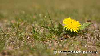 Garden weeds will be gone if you use household item you'd normally throw away