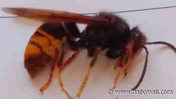 Fears 'killer' Asian hornets found in Somerset for the first time are swarming across England