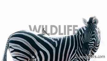 Your Landscape Kit Is Already a Wildlife Kit