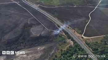 Survey studies wildfire impact on forest community