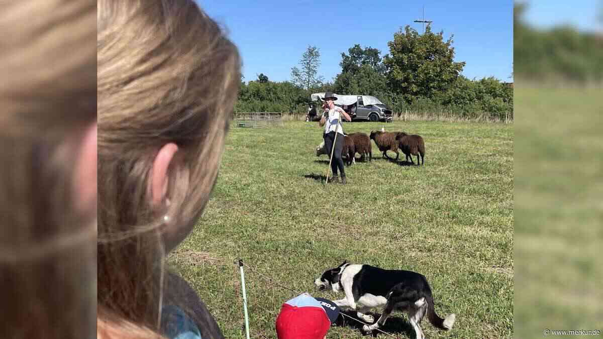 Schafschau feiert Jubiläum mit einer tierischen Premiere