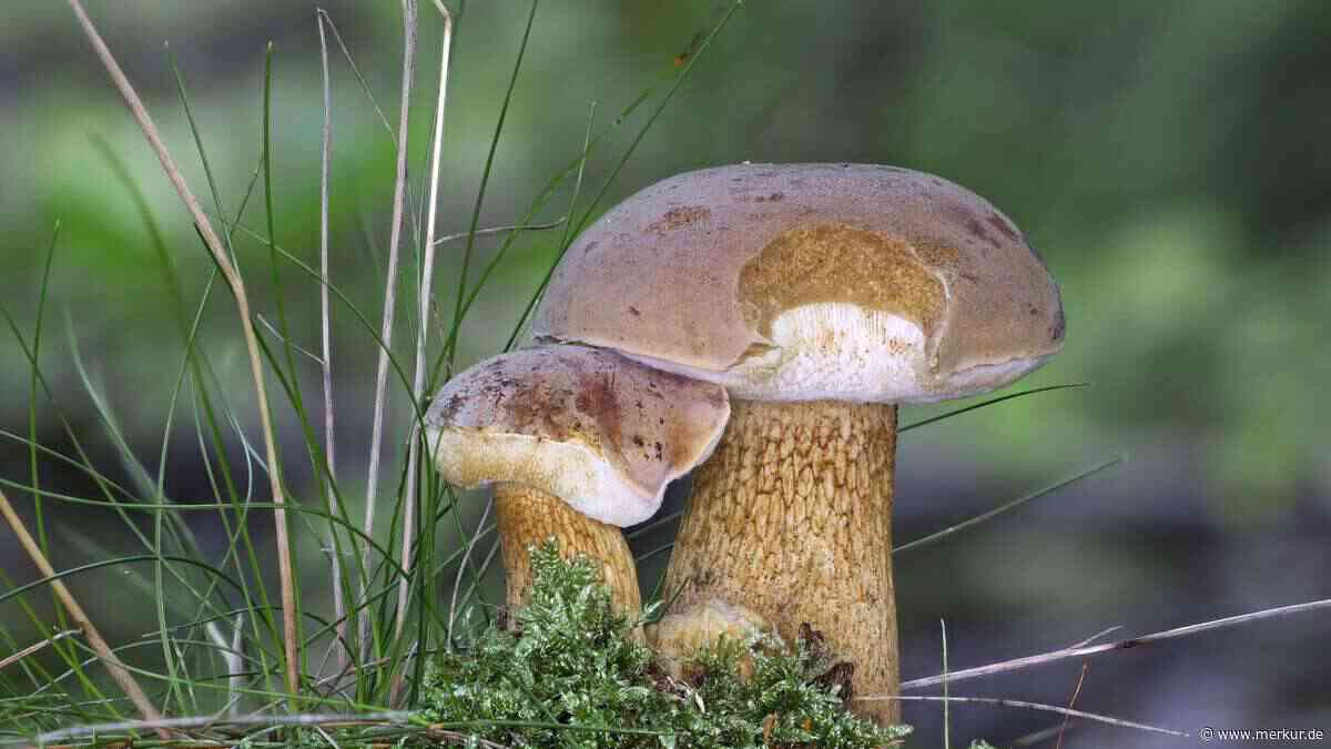 Der bittere Doppelgänger: Warum Steinpilzsammler genau hinschauen müssen