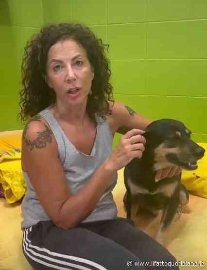 Il cane Diego, soprannominato ‘l’Hachiko italiano’, è stato abbandonato dai nuovi proprietari