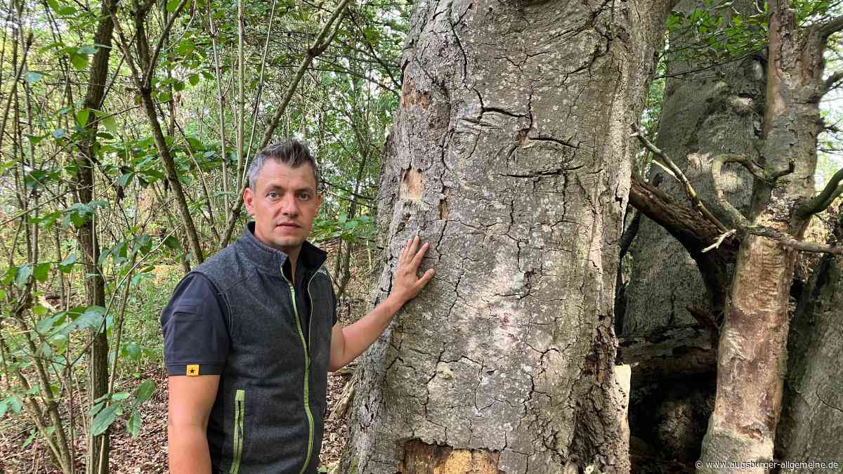 „Wie in Südfrankreich“: Wie Dürre und Klimawandel die Wälder der Region verändern
