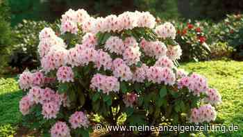 Herbst ist Pflanzzeit: Was Sie beim Rhododendron jetzt unbedingt beachten müssen