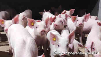 Opstekende tegenwind in handel varkens en biggen