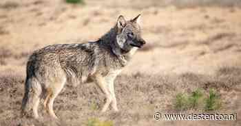 Lokkooi met levende schapen om wolf te vangen: provincie grijpt (nog) niet in