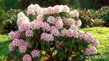 Herbst ist Pflanzzeit: Was Sie beim Rhododendron jetzt unbedingt beachten müssen