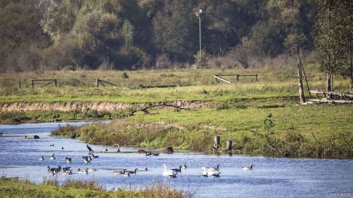 Naturschutzgebiet bietet „ganz besonderes Naturerlebnis“ - dort kann man auch Wildpferde sehen