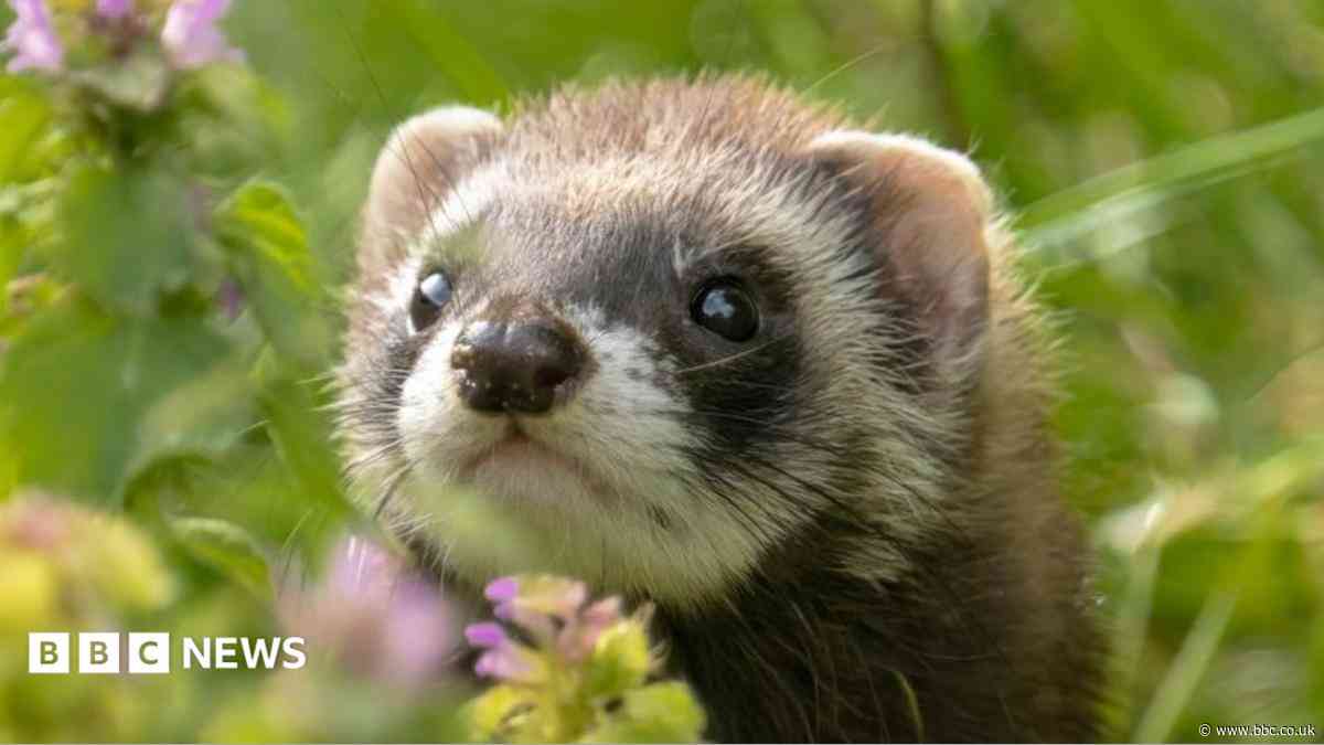 Study to reveal more about Guernsey's wild ferrets