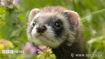 Study to reveal more about Guernsey's wild ferrets