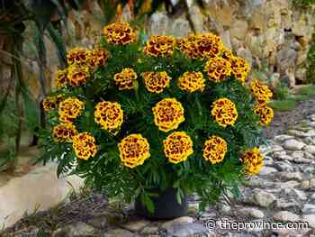 These annual flowers stand up best to summer heat