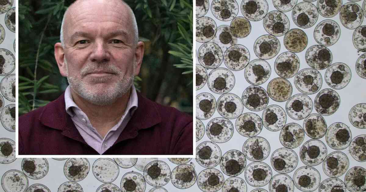 Baanbrekend uit Enschede: piepkleine harten met grote medische beloftes