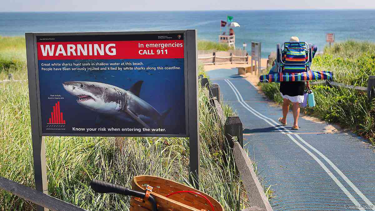 Plus an Einnahmen: Haie sorgen in US-Badeort für Furcht bei Touristen, aber nicht bei allen